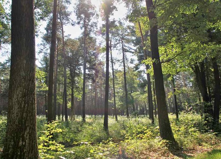 Blick in den Wald auf der Heide-Bibler-Tour
