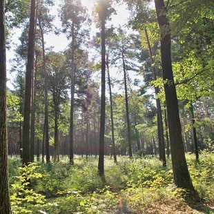 Blick in den Wald auf der Heide-Bibler-Tour