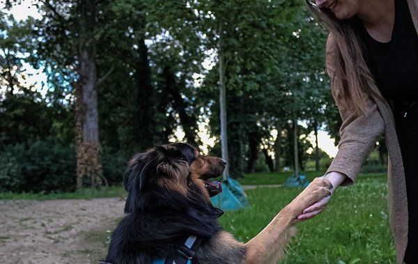 Hütehund Rocky gibt Frauchen Jasmin in der Luthestadt Wittenberg Pfötchen