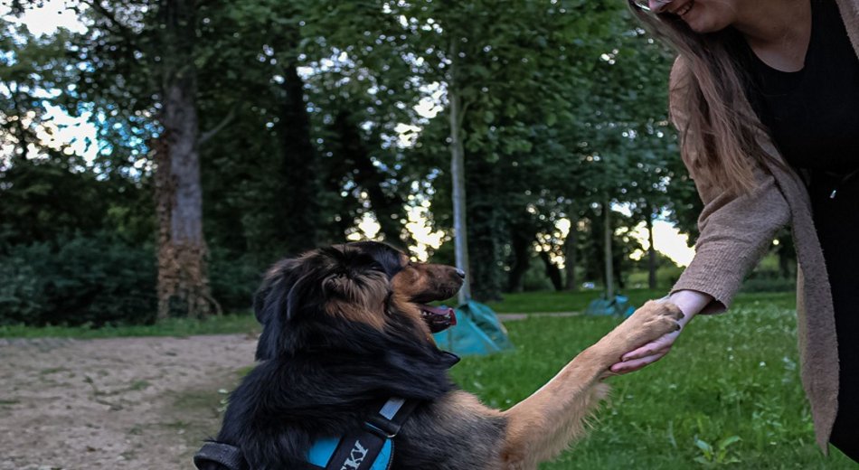 Hütehund Rocky gibt Frauchen Jasmin in der Luthestadt Wittenberg Pfötchen
