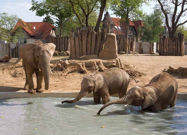 Elefanten im Bergzoo Halle