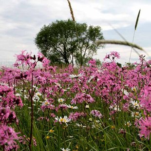 Blumenwiese im Naturpark Fläming