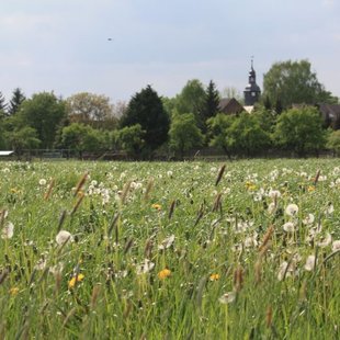 Blumenwiese in Seehausen