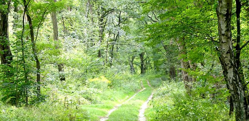 Walweg auf dem Bismarckstieg