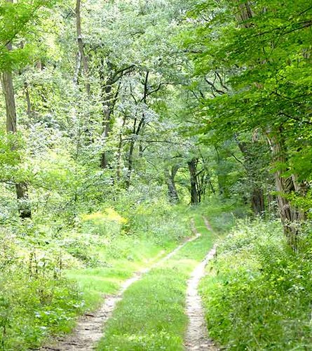 Walweg auf dem Bismarckstieg