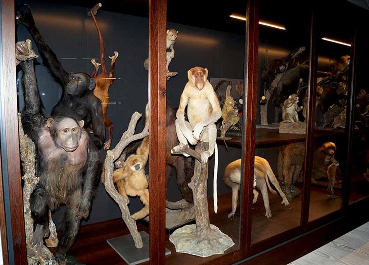 Ausstellung der Primaten