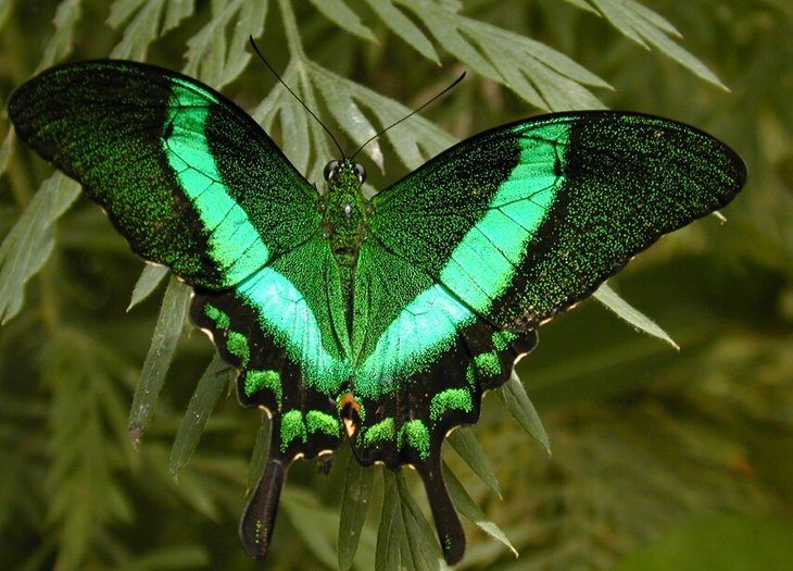 Schmetterling Alaris Park 