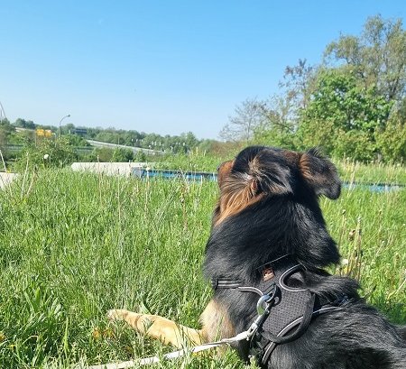 Hütehund Rocky relaxt im Gras am Rande des Elberadwegs in Wittenberg 