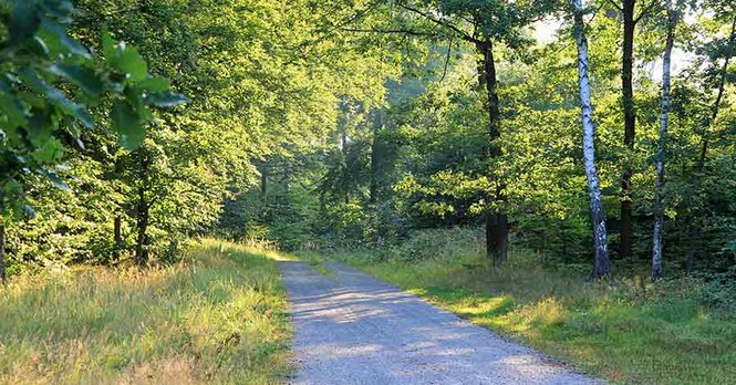 Waldweg auf dem Wanderweg Heidekammweg