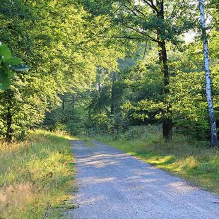 Waldweg auf dem Wanderweg Heidekammweg