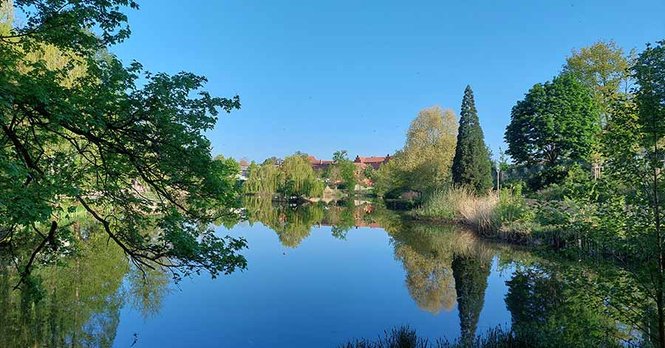 Schwanenteich in Wittenberg mit Bäumen und blauem Himmel