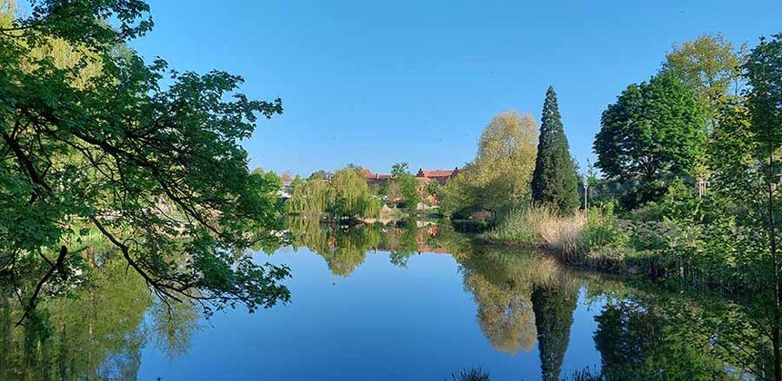Schwanenteich in Wittenberg mit Bäumen und blauem Himmel