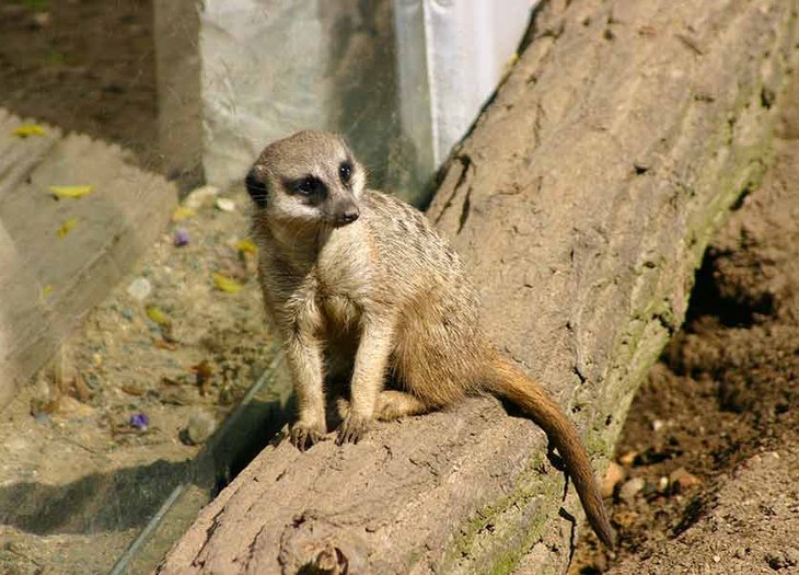 Erdmännchen im Wittenberger Tierpark