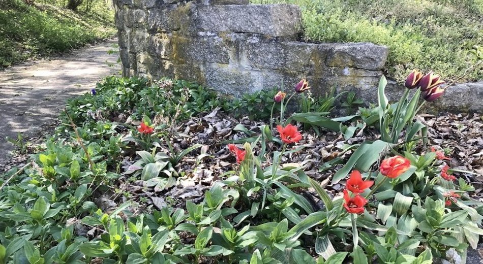 rudimentäre Mauer mit Blumen auf dem WASAG-Gelände in Wittenberg
