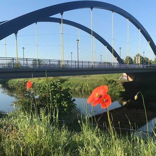 Muldebrücke über die Elbe mit Mohn