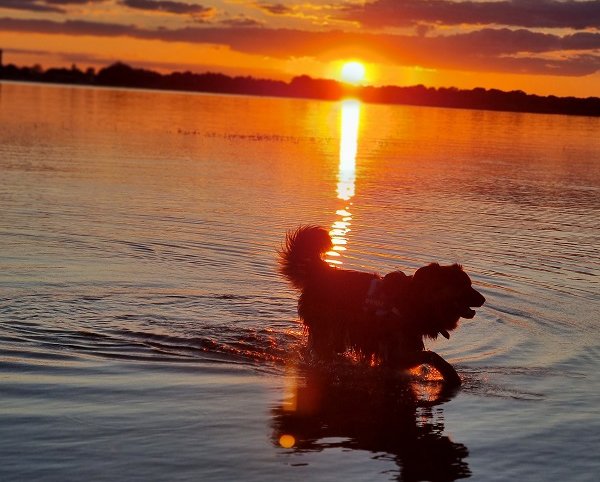 Hütehund Rocky am See in der Umgebung von Lutherstadt Wittenberg 
