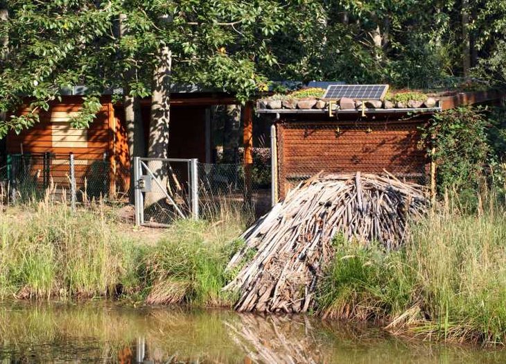 Biberfreianlage in der Dübener Heide
