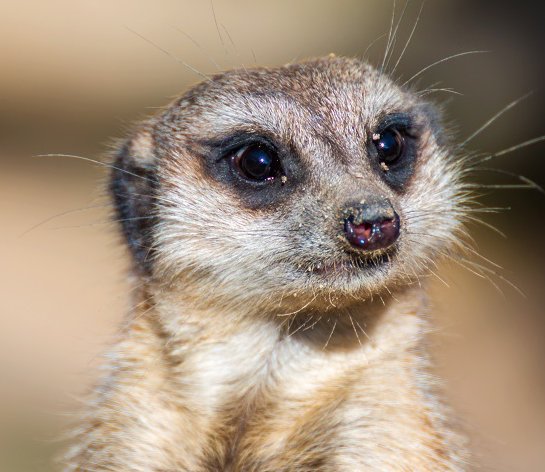 Putziges Erdmännchen 