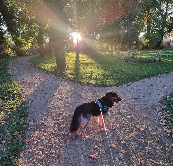 Hütehund Rocky an der Leine im Park in der Lutherstadt Wittenberg 