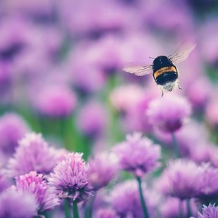 Hummel auf blühendem Schnittlauch