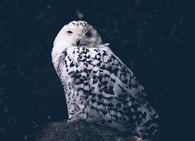 Schneeeule 