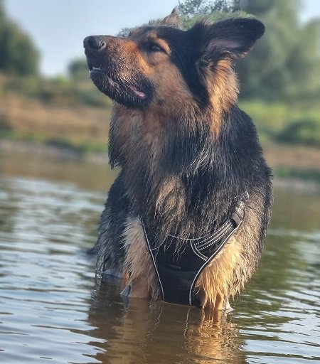 Hütehund Rocky keck und fröhlich im Wasser spielend 