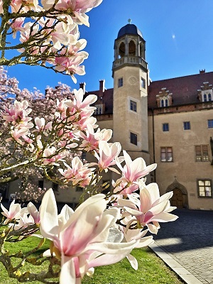 Wunderschöne Magnolie blühend am Lutherhof in der Lutherstadt Wittenberg
